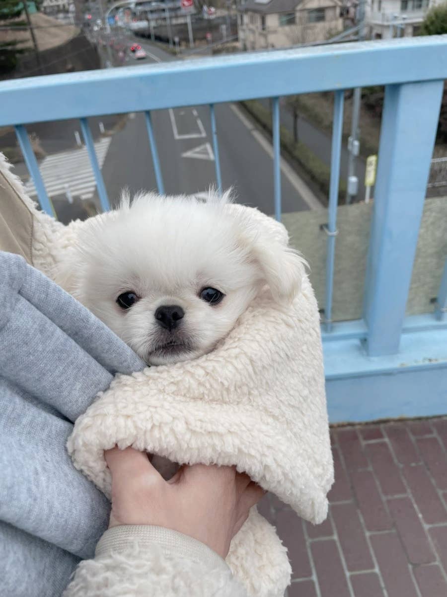 チューリップを生まれて初めて見た白いモフモフ 反応まで可愛すぎるって何事 反則では