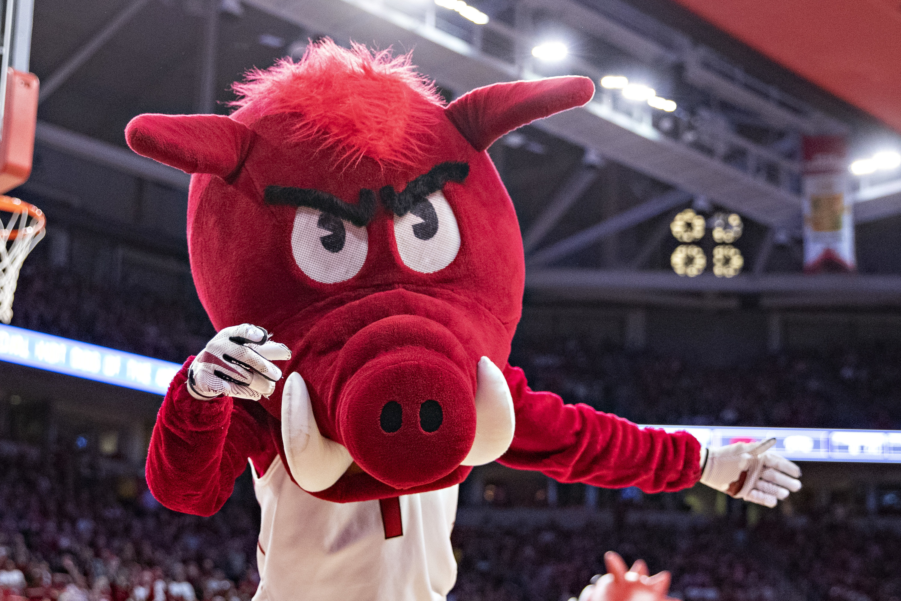 Close-up of red hog Razorback mascot.