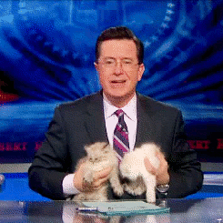 gif of Stephen Colbert kissing two kittens