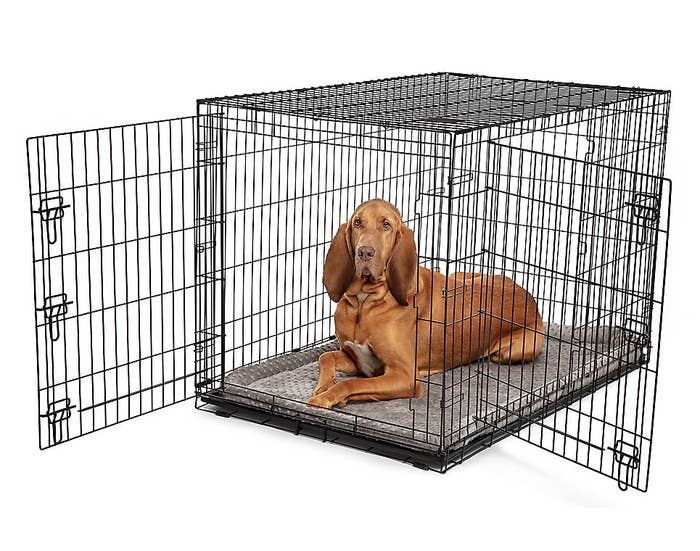 bloodhound in the large black crate