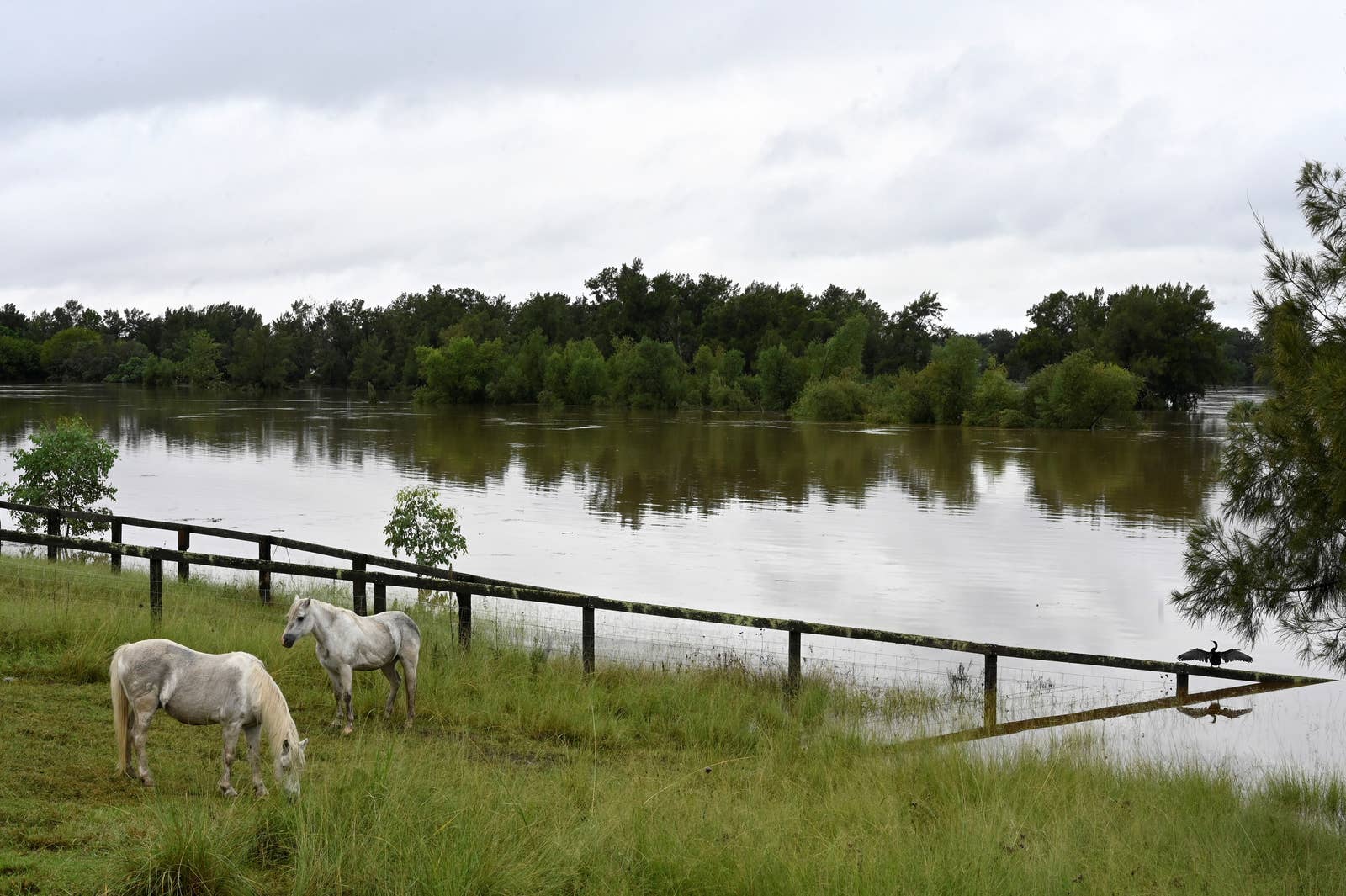 Two horses in a field, behind them is a flooded landscape. 