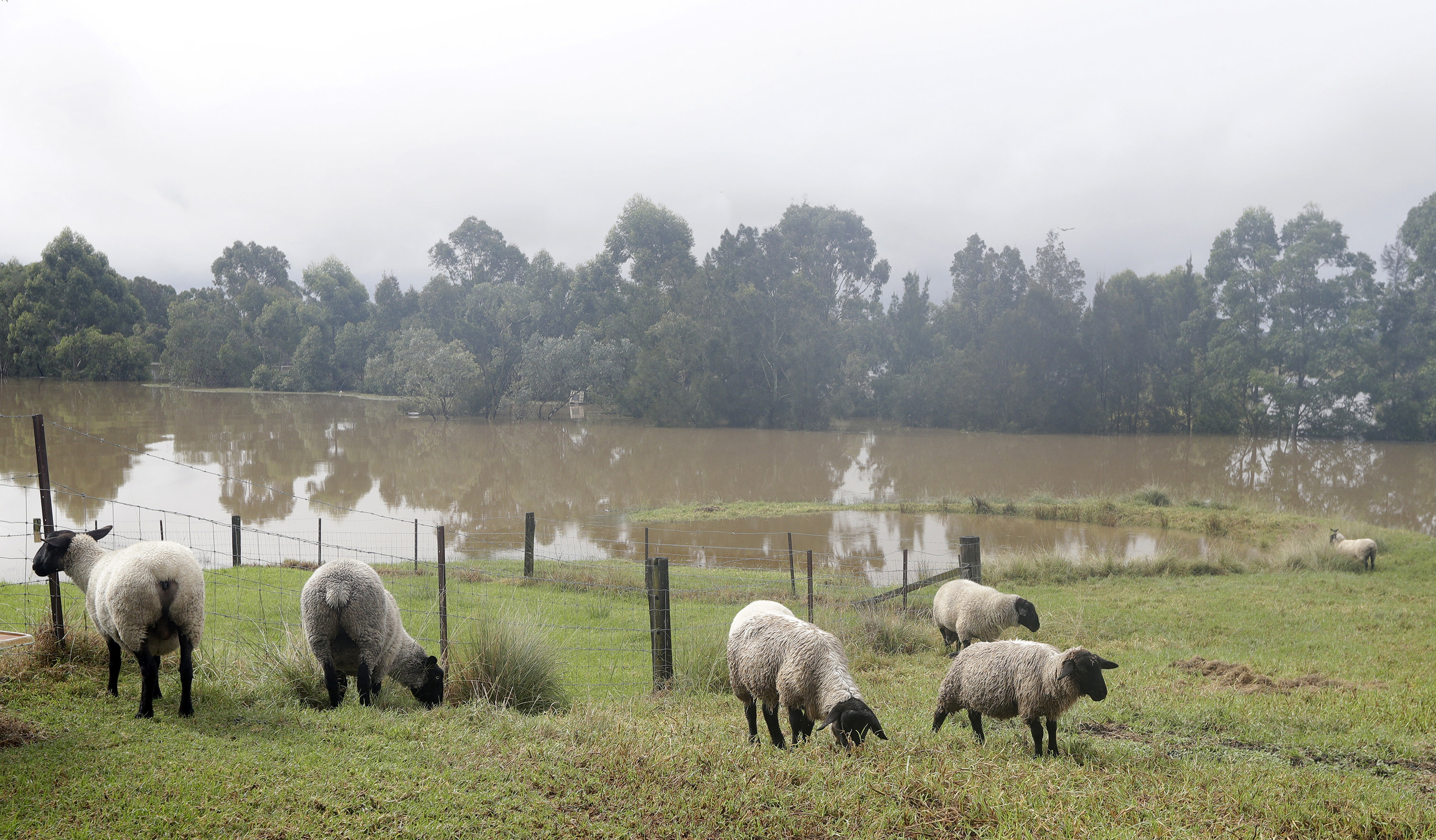 a flock of sheep on a hillside with a flood in the background