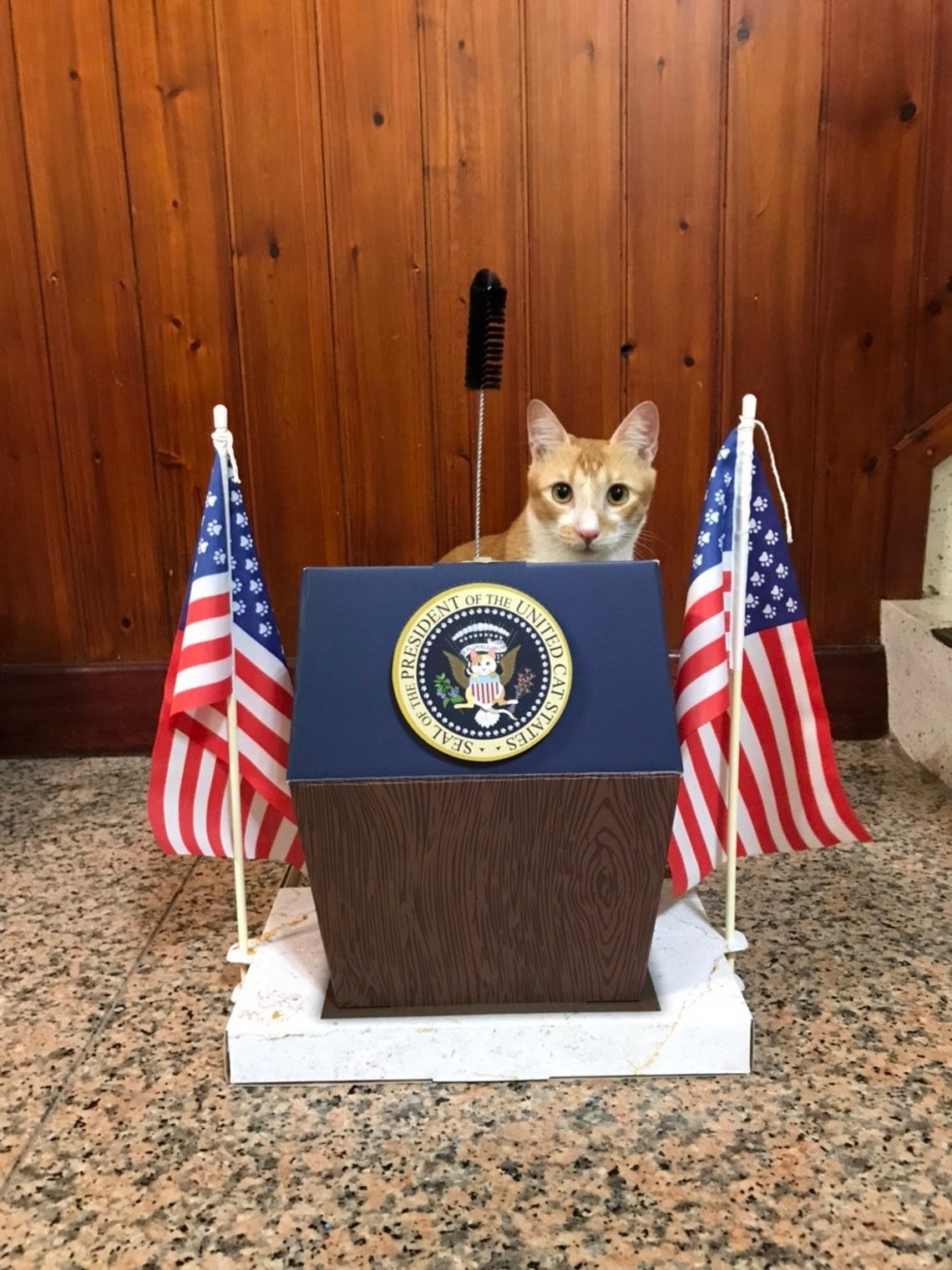 cat behind a podium with american flags 