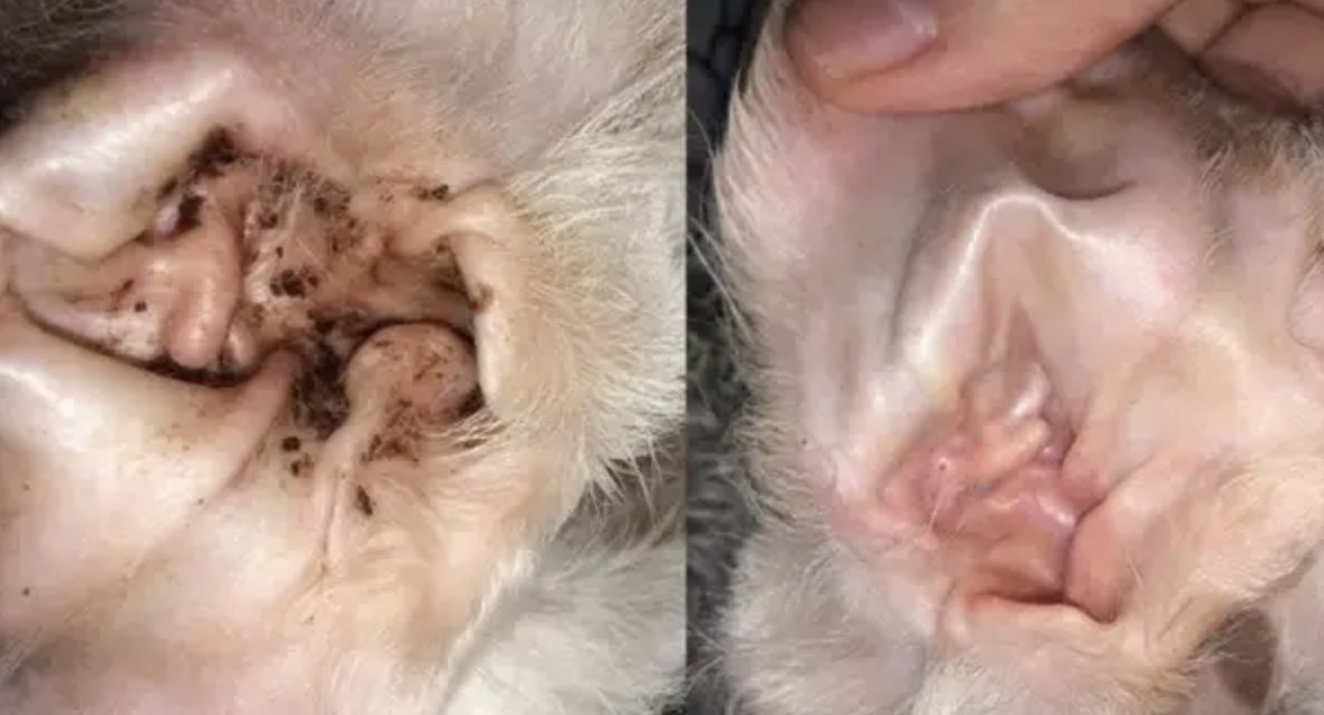 A before and after of a dog&#x27;s ear