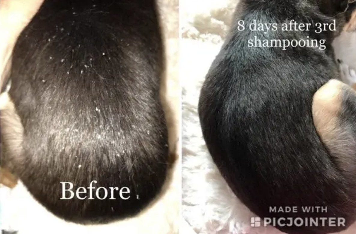 A before and after of a dog&#x27;s back