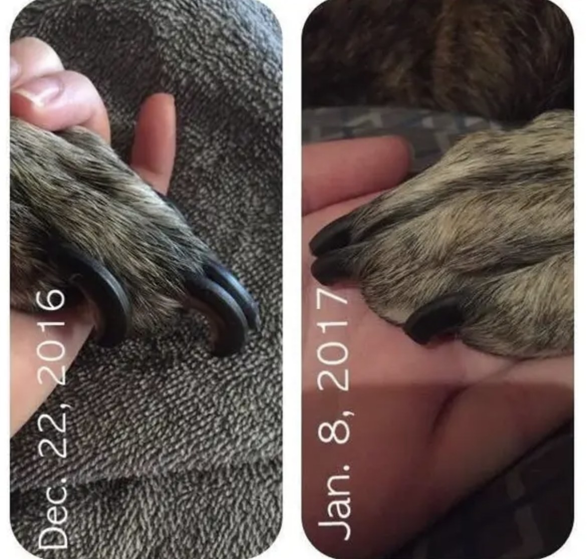 A before and after of a dog&#x27;s nails trimmed