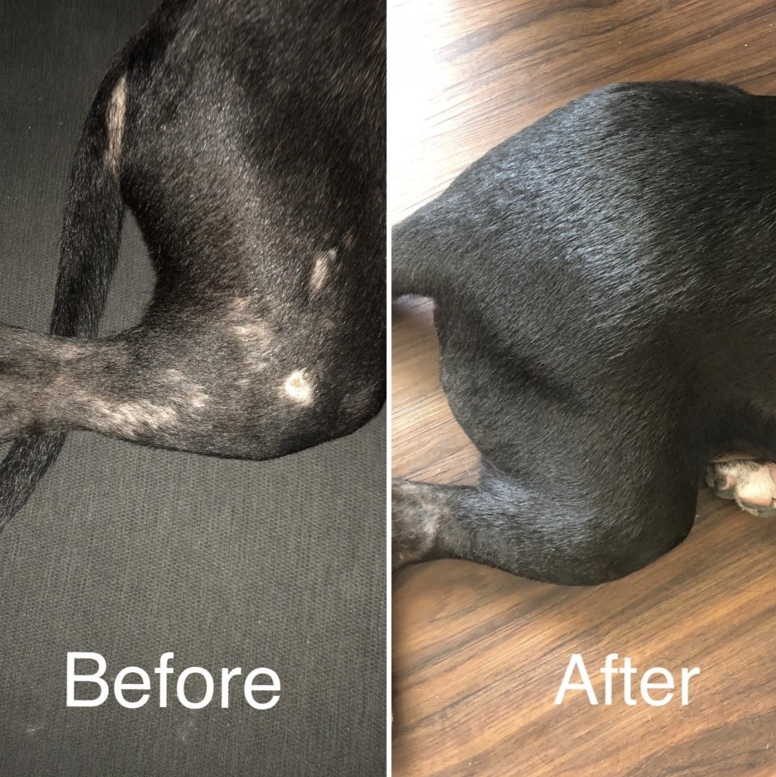 A before and after of a dog&#x27;s leg
