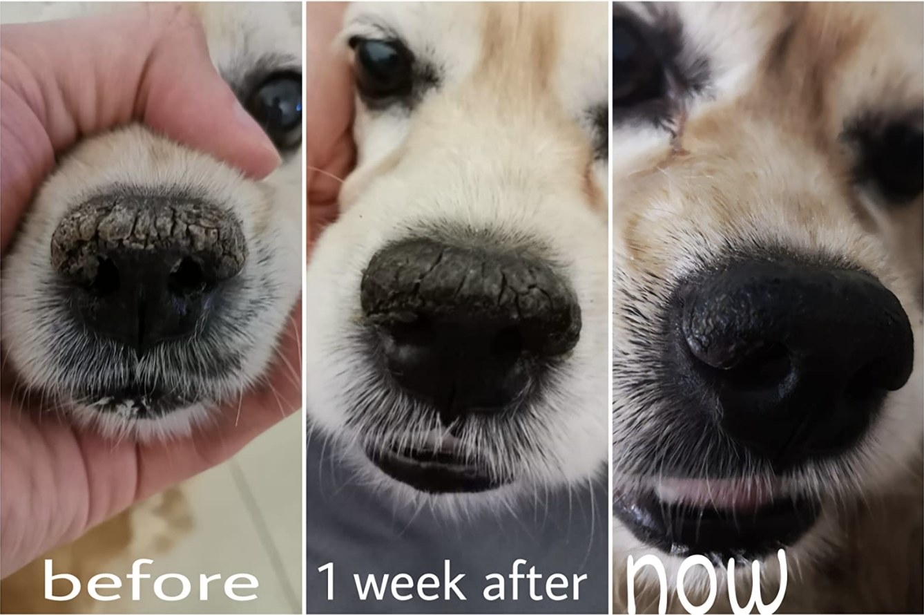 A before and after of a dog&#x27;s snout