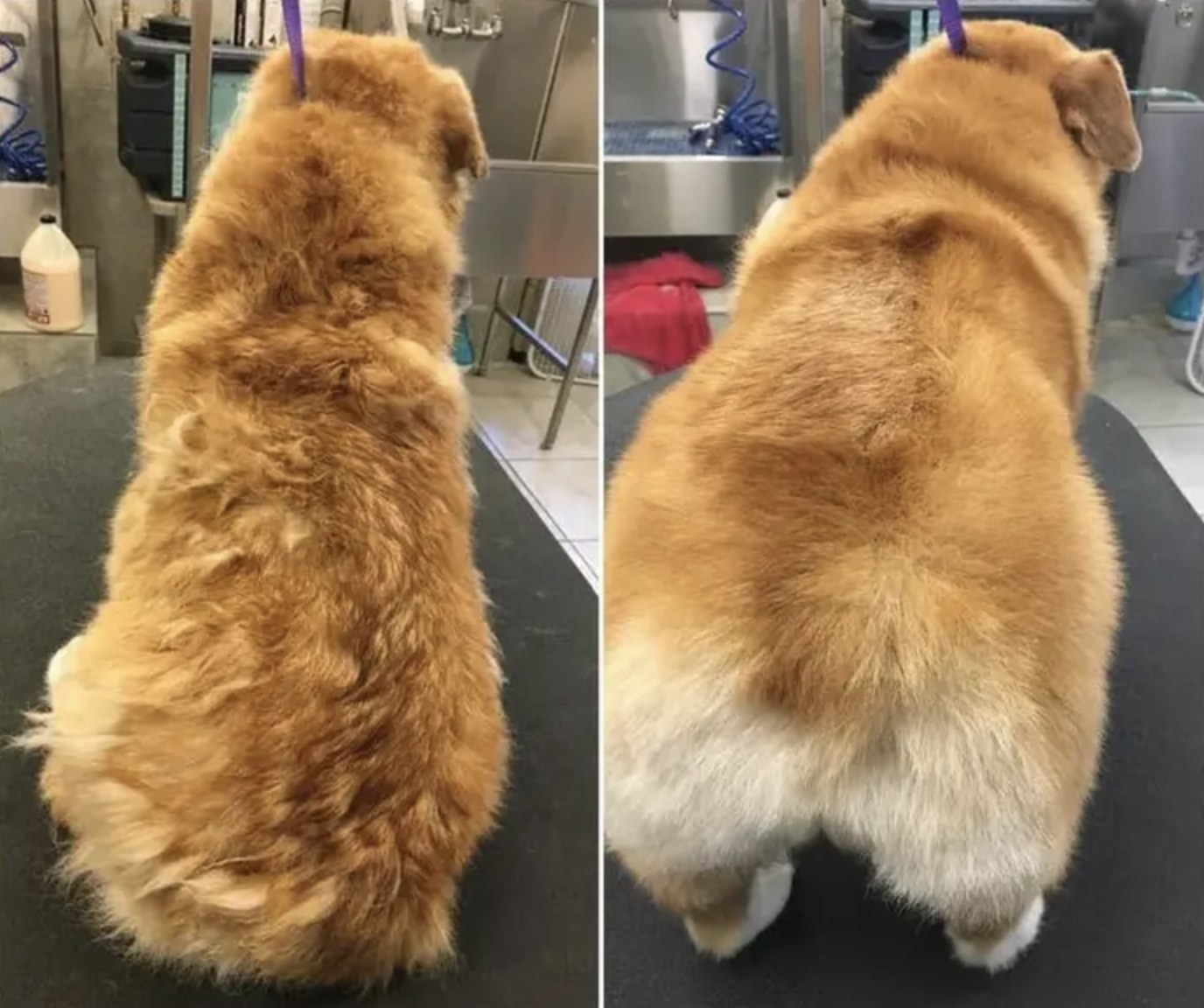 A before and after of a dog&#x27;s fur