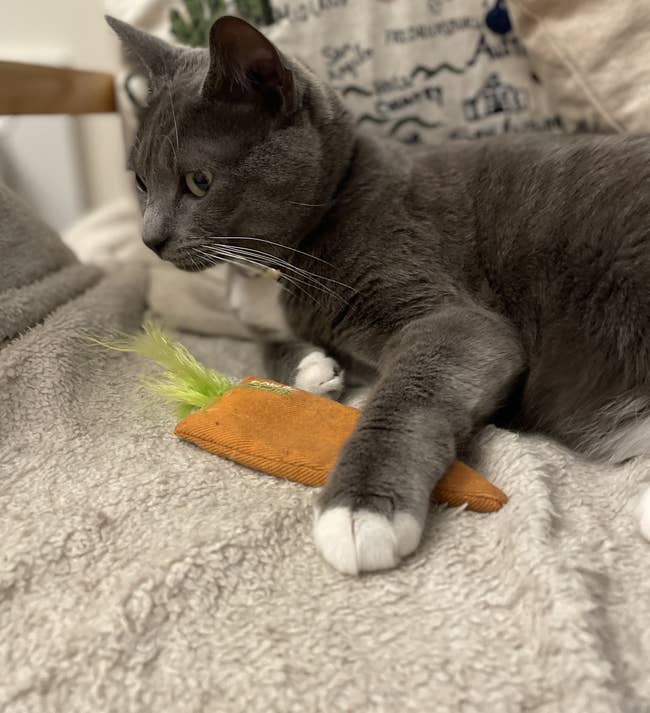 A BuzzFeed editor's cat holding the orange and green carrot toy