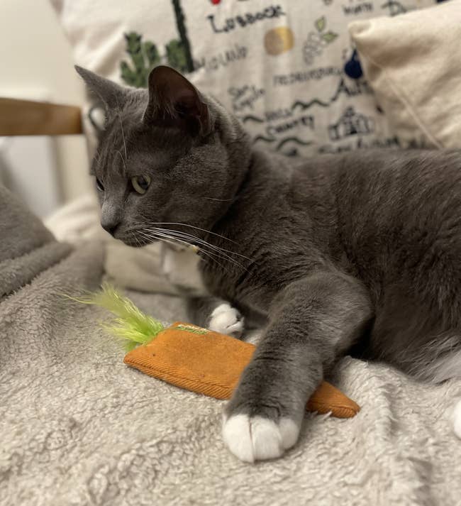 A BuzzFeed editor's cat holding the orange and green carrot toy