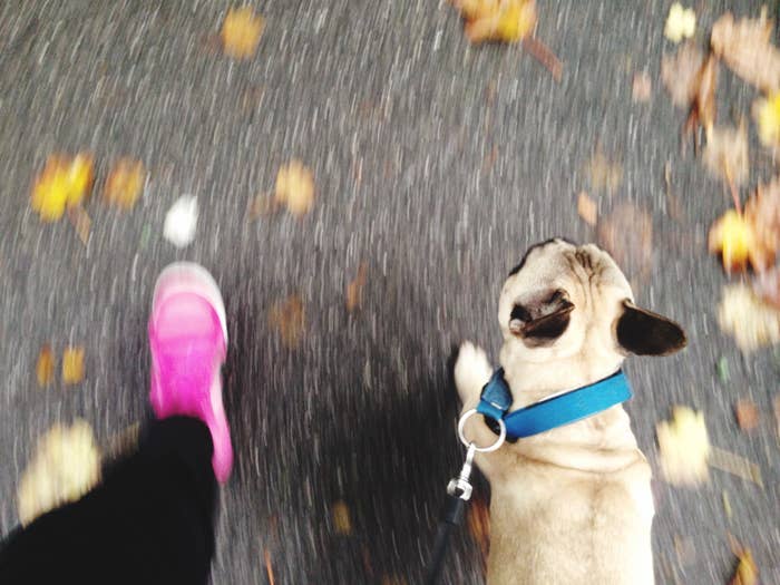 A dog and a shoe go walking. 