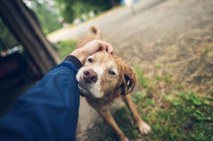 Old dog gets scritches.