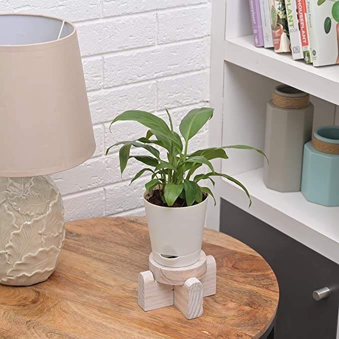 Indoor plant in a white pot.