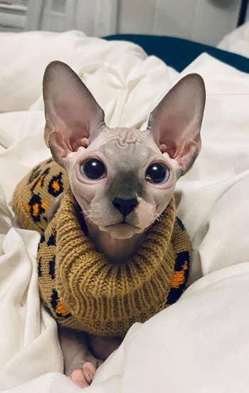 a reviewer's hairless cat wearing the sweater 