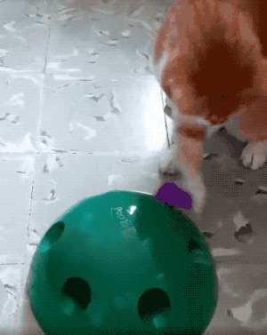 gif of a reviewer's cat playing with the toy