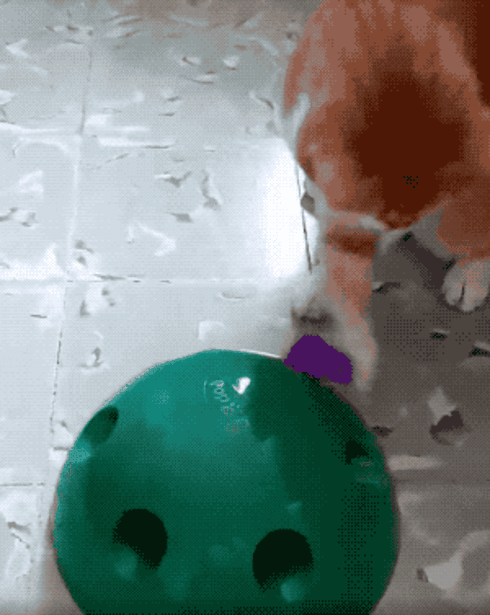 gif of a reviewer&#x27;s cat playing with the toy