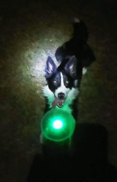 The frisbee, illuminated in green