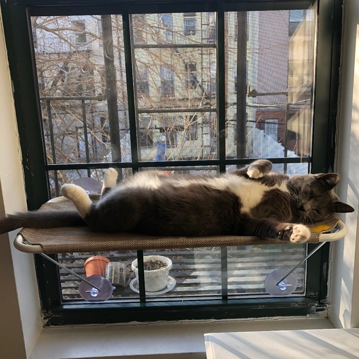 a BuzzFeed editor's cat using the window hammock
