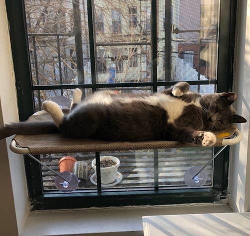 a BuzzFeed editor's cat using the window hammock