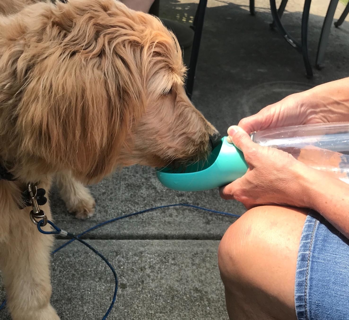 dog drinking out of the bottle, which has a clear cylindrical bottle to hold the water, and a scoop-shaped cup for the dog to drink out of