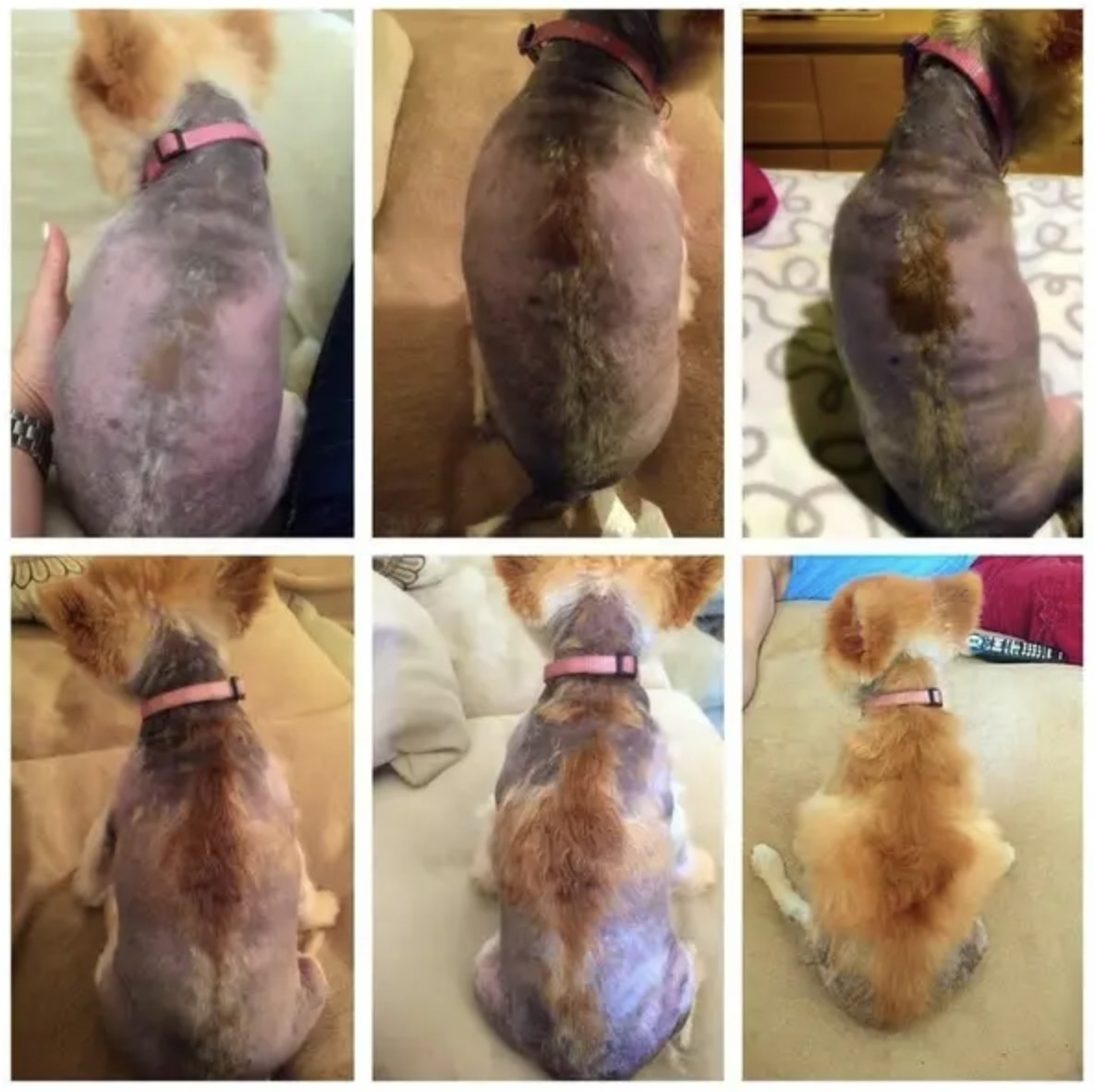 A progress picture collage of a dog growing fur back