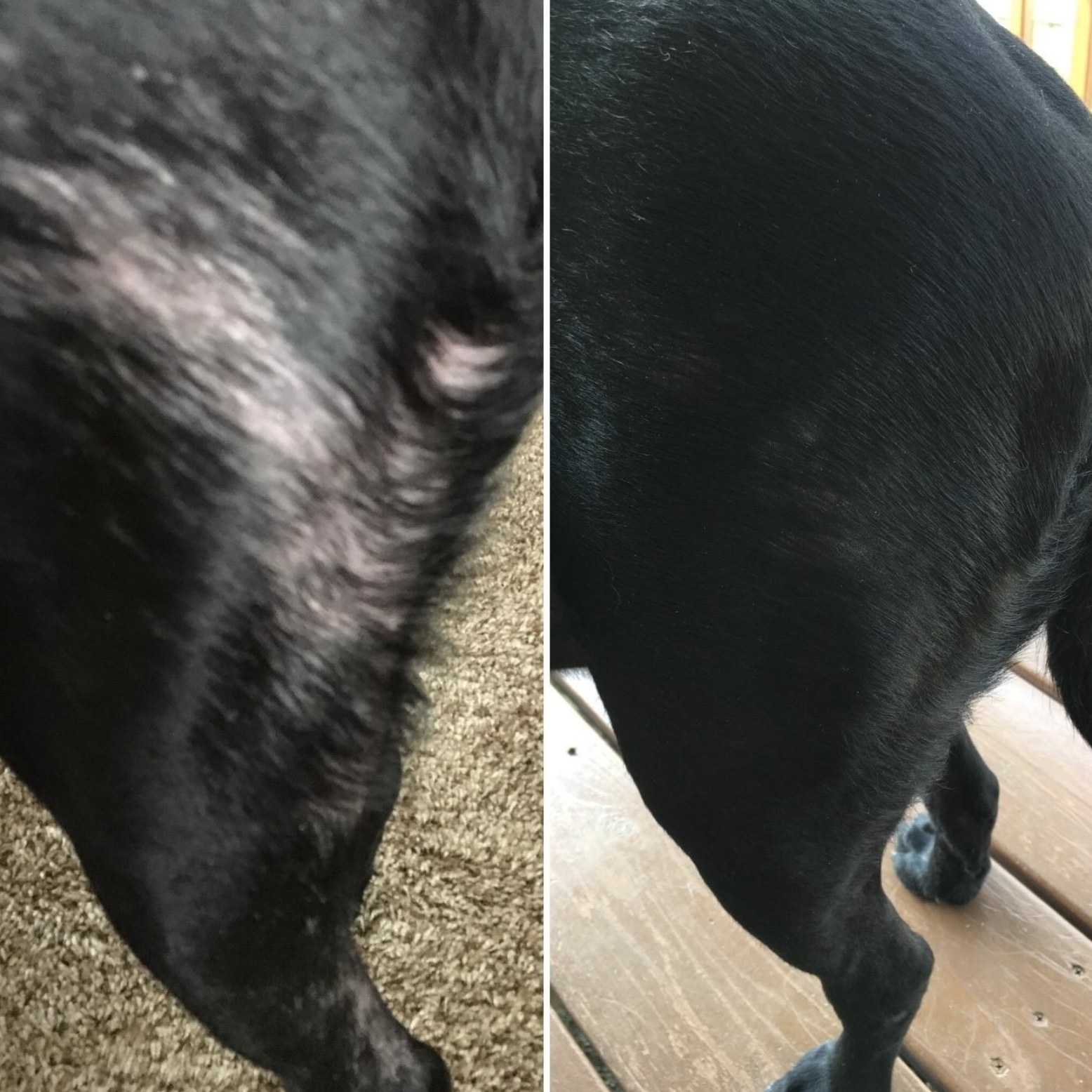 A before and after of a dog&#x27;s fur growing back