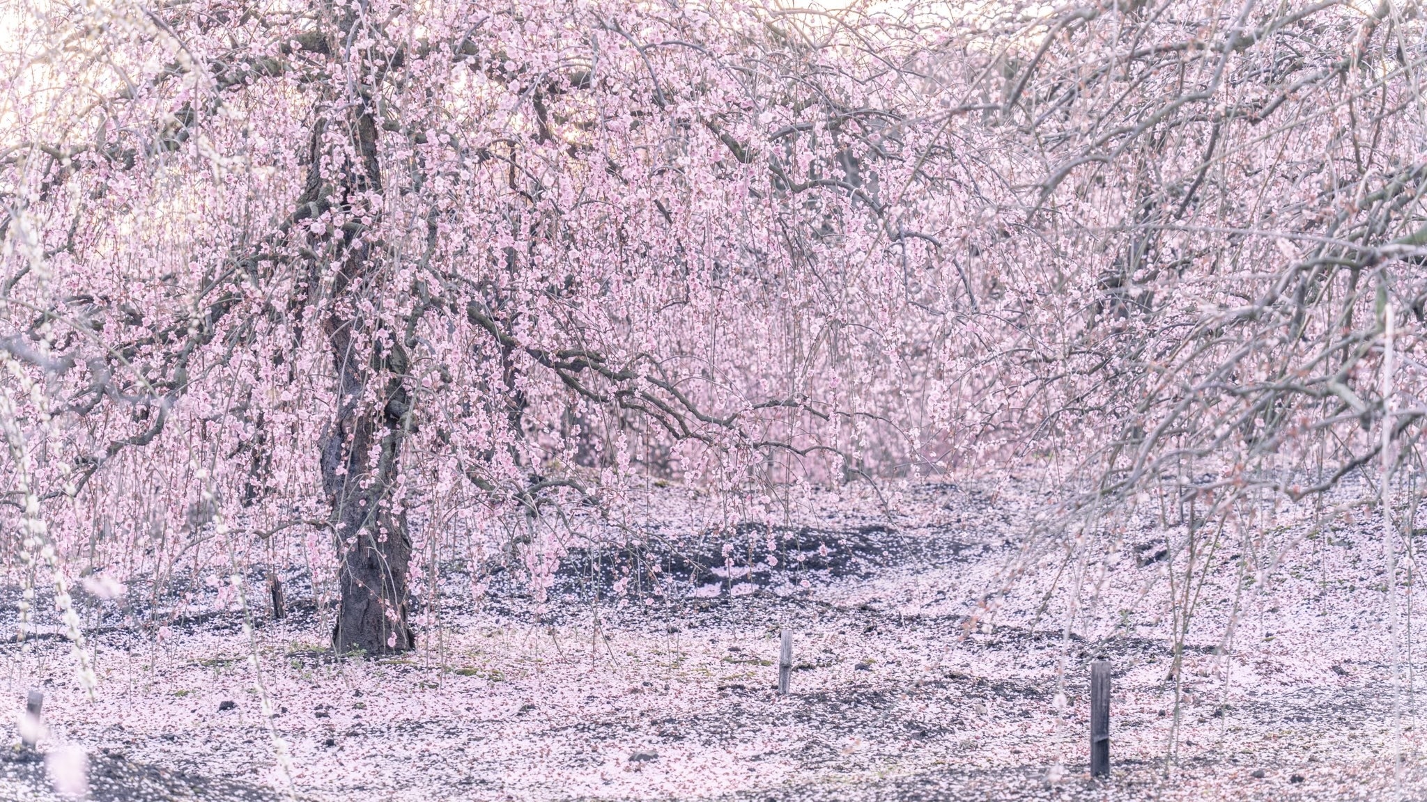 咲き誇る梅の花が まるでこの世とは思えない景色 一面ピンクの光景に 天国みたい