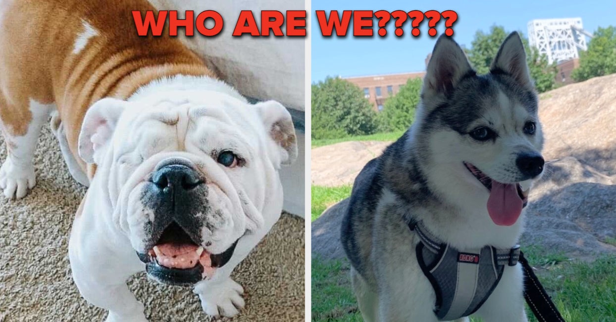 Guess The Names Of These Dogs