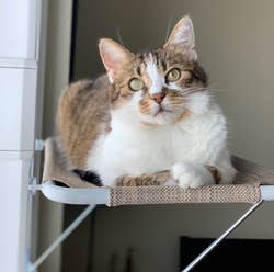 front view of a reviewer's cat using the tan hammock