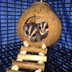 Two sugar gliders tucked inside the coconut with the wooden step bridge hanging from the other end of the cage 