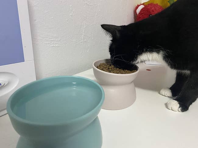 a reviewer's cat eating from the raised bowl