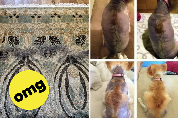 27 Products From Amazon With Before-And-Afters That Might Inspire Any Dog Owner To Hit 