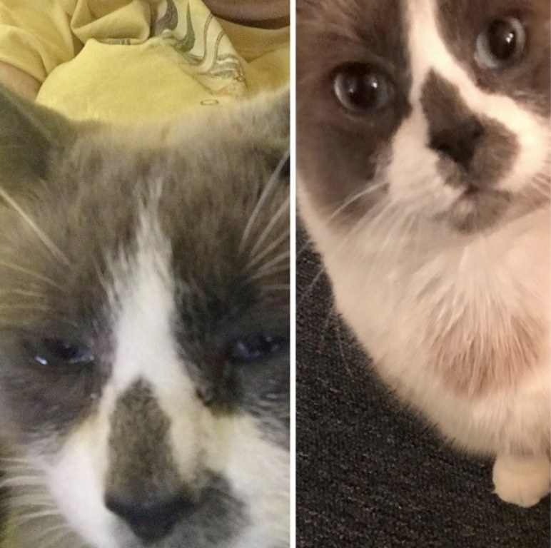 a cat before and after feline nose droppers