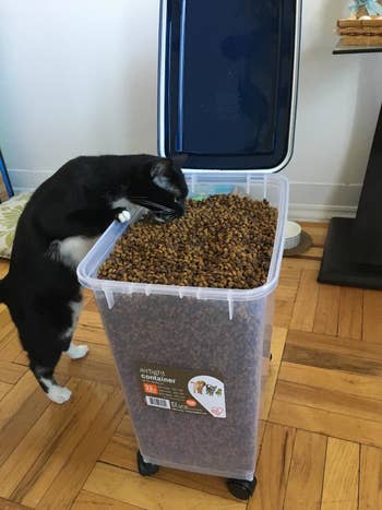 a reviewer's cat eating food out of the open container