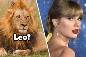A fully grown lion lays in a grassy field and Taylor Swift attends the premiere for the movie "Cats."