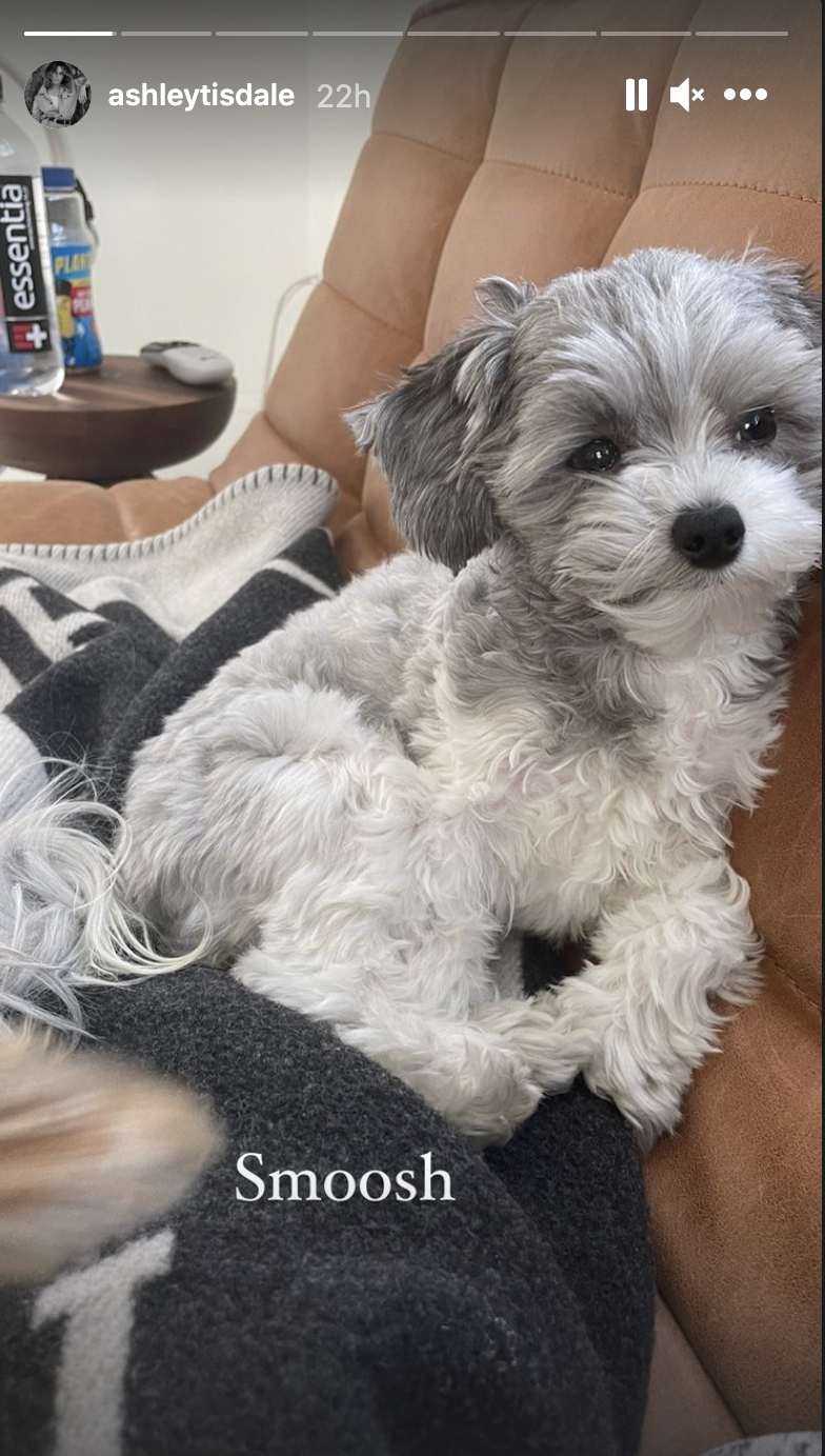A closeup of the dog with the caption, "Smoosh"