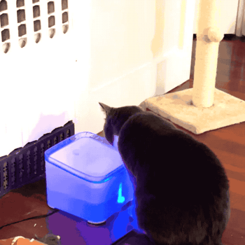 What a Disgrace in the Cat World - Animal Gifs - gifs - funny