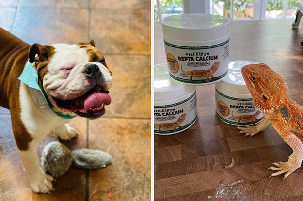 happy bulldog with a toy and a lizard looking at containers of supplements
