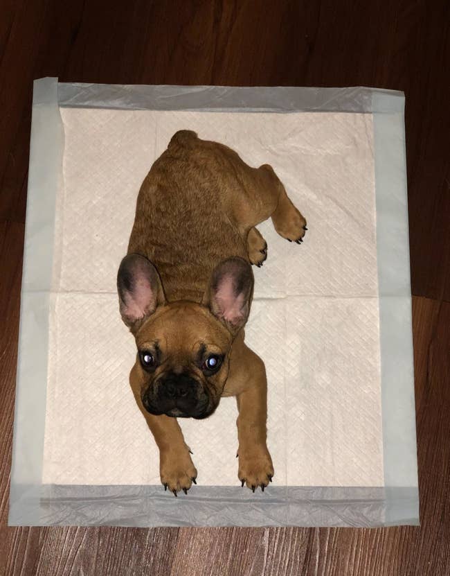 a Frenchie puppy on one of the pads