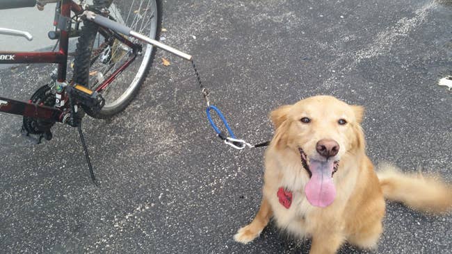 A reviewer photo of a dog with their collar attached to the leash mounted slightly above the back wheel of a bike