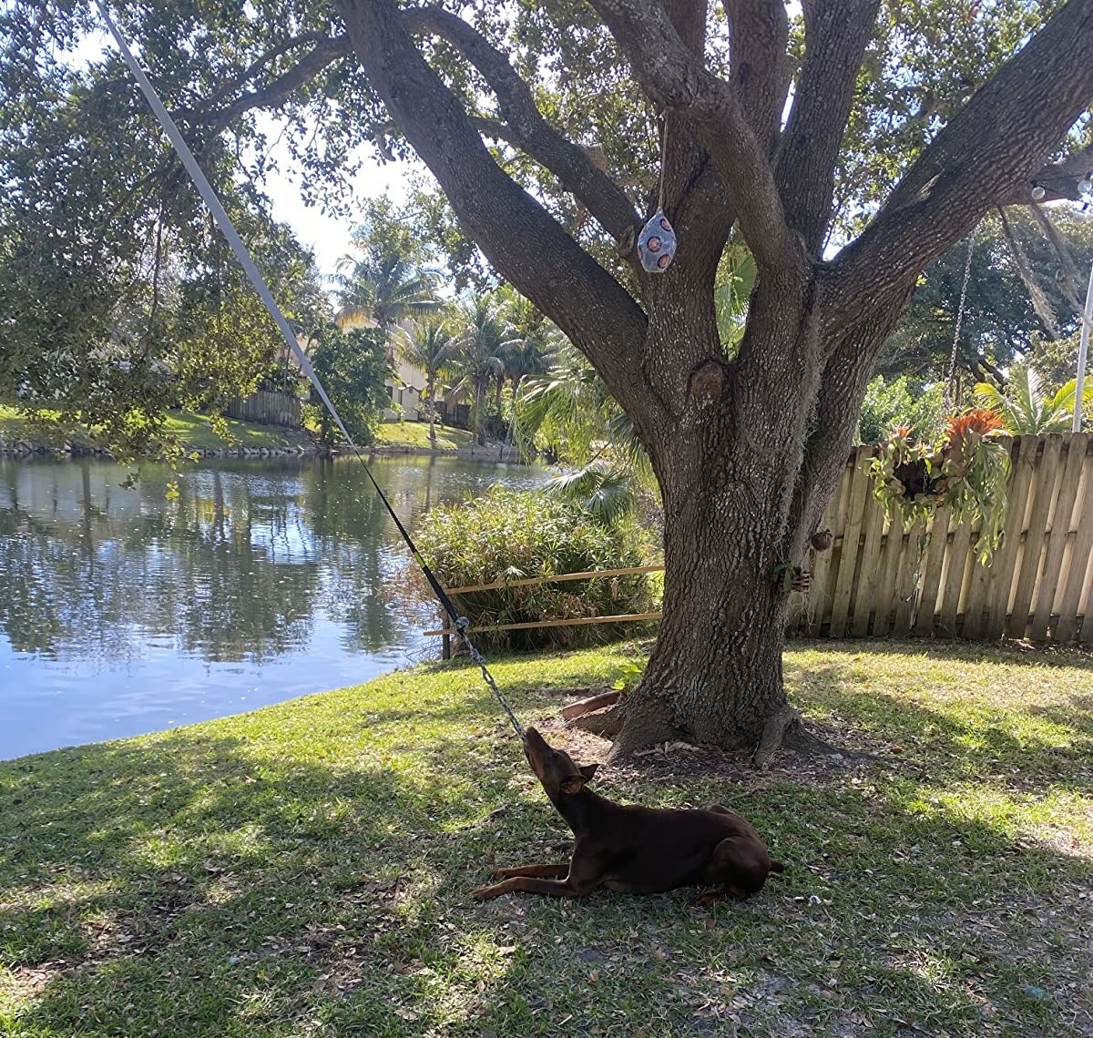 A dog pulls on the end of the toy, which hangs from a tree