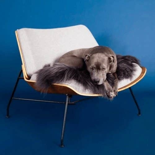 Dog on mid century modern chair with furry pad on top of it 
