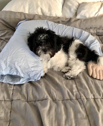 reviewer's dog laying with boyfriend pillow