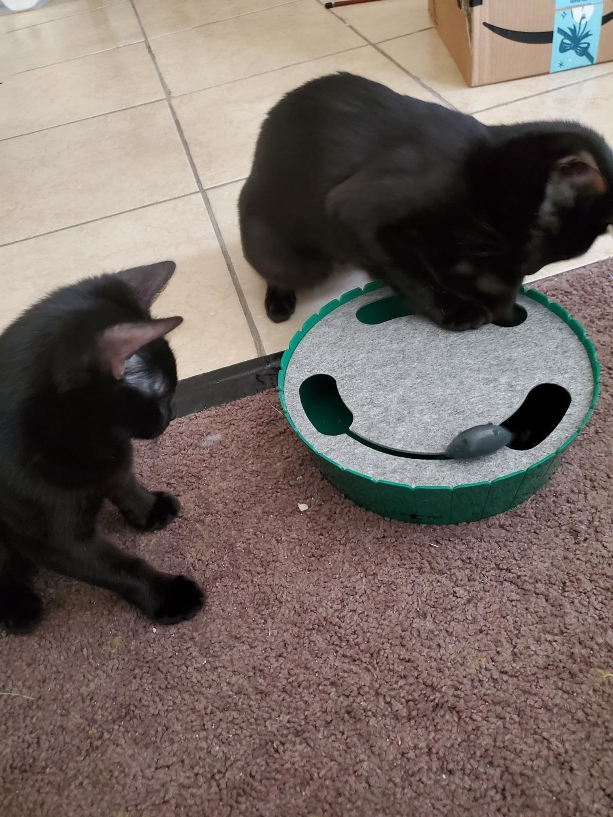 Two cats play with the toy, which is round, with a top with a carpeted top with three large holes that the mouse emerges from