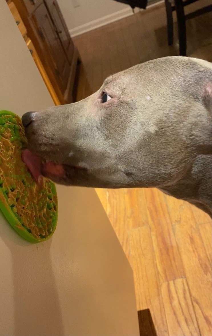 dog licking the green, peanut-butter-covered mat, which can stick to a wall with suction cups
