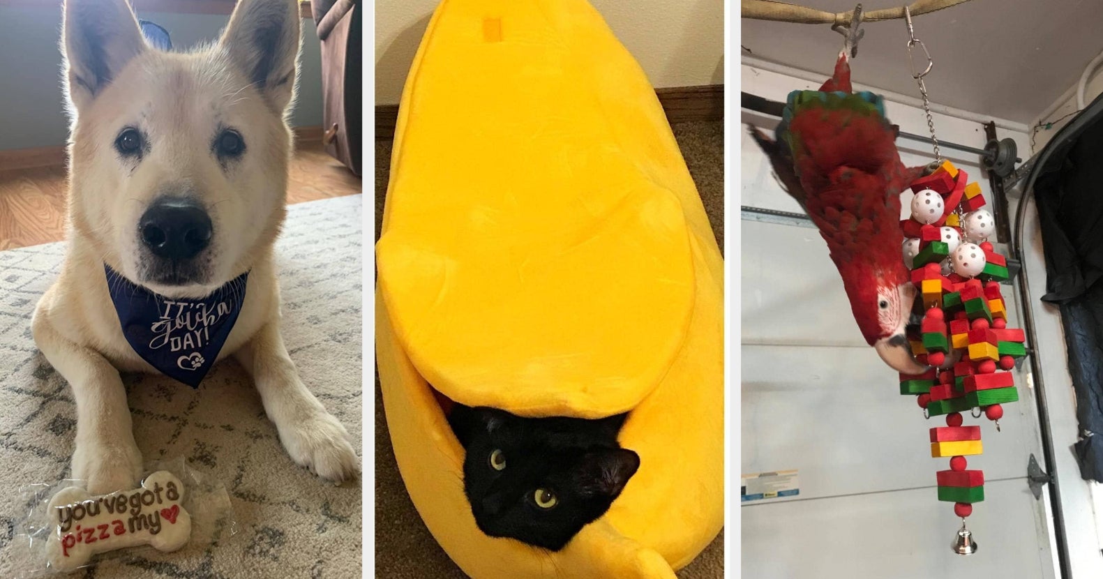 26 Pet Products From Amazon To Improve Your Pet's Life