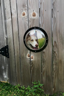 Reviewer's husky looking onto front lawn from the dog window in the backyard 