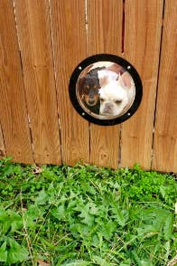 Two dogs sticking their heads into the round window to peek through the fence