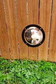 Two dogs sticking their heads into the round window to peek through the fence